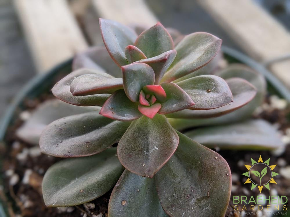 Echeveria 'Chroma'