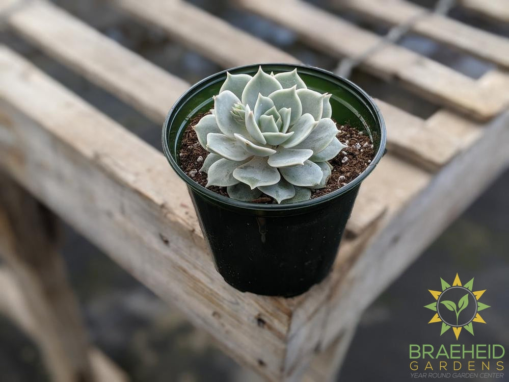 Echeveria 'Lola'