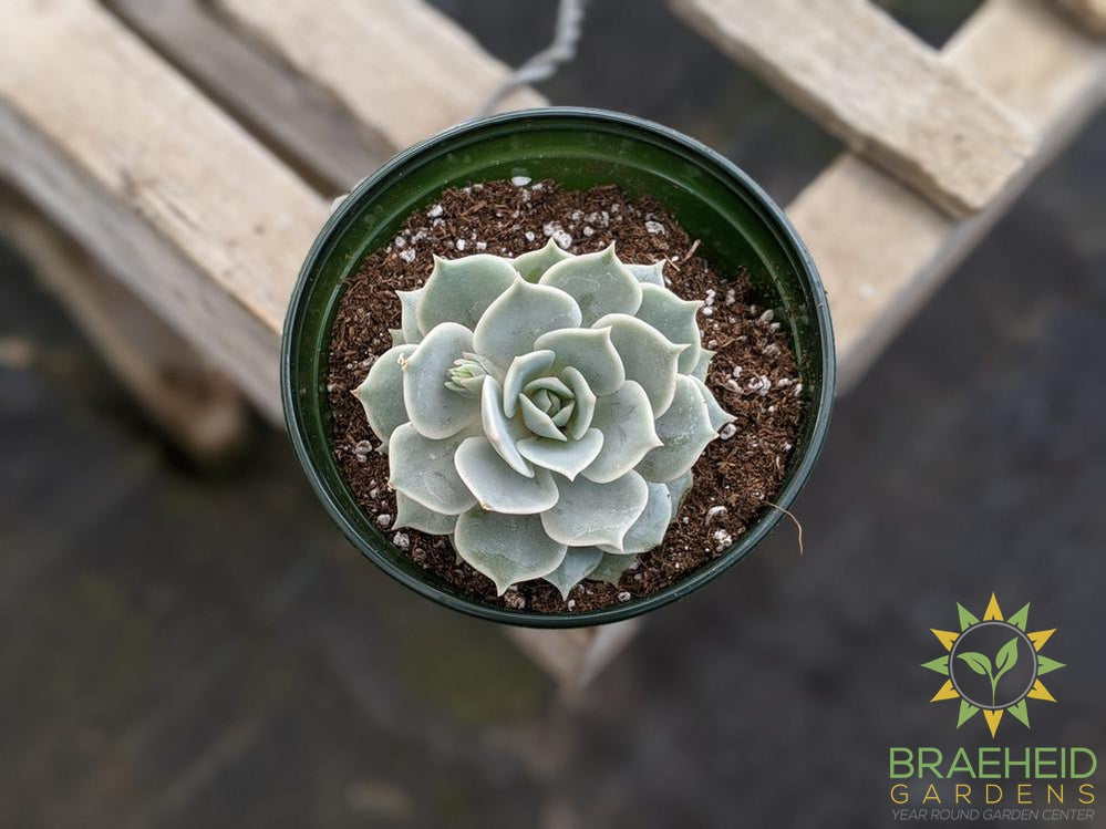 Echeveria 'Lola'