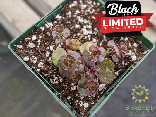Sedum 'Dragons Blood'