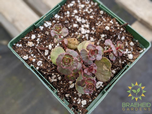 Sedum 'Dragons Blood'