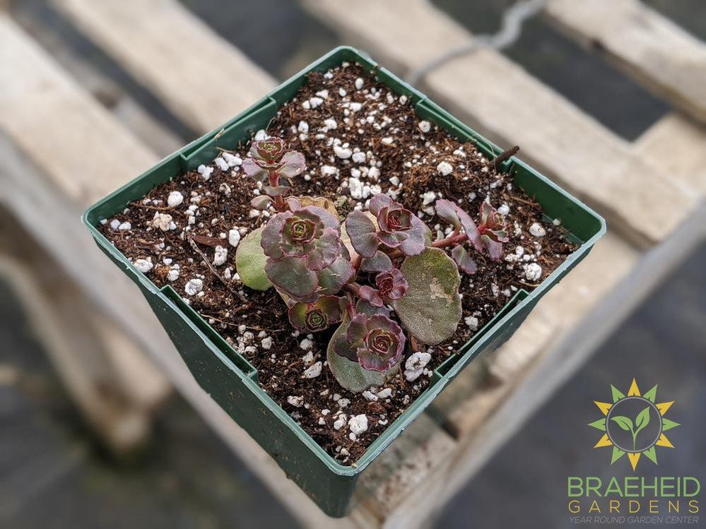 Sedum 'Dragons Blood'