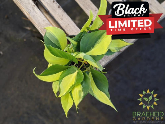 Shop Brazil Philodendron in Canada