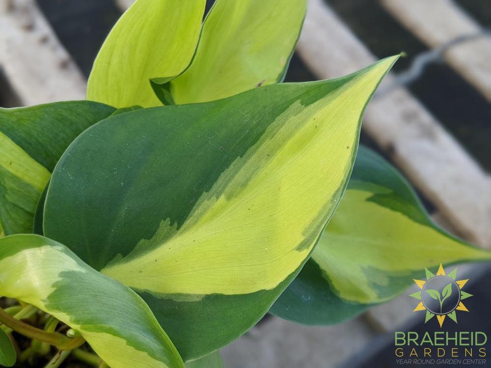 Brazil Philodendron Leaf shape
