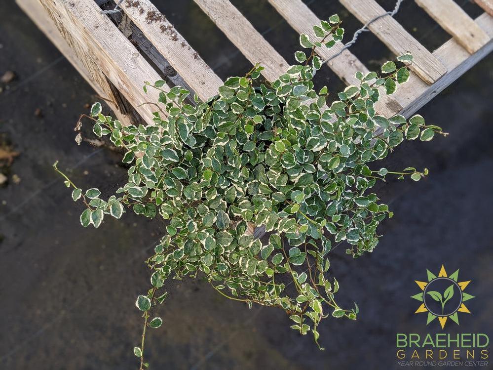 Variegated Creeping Ficus