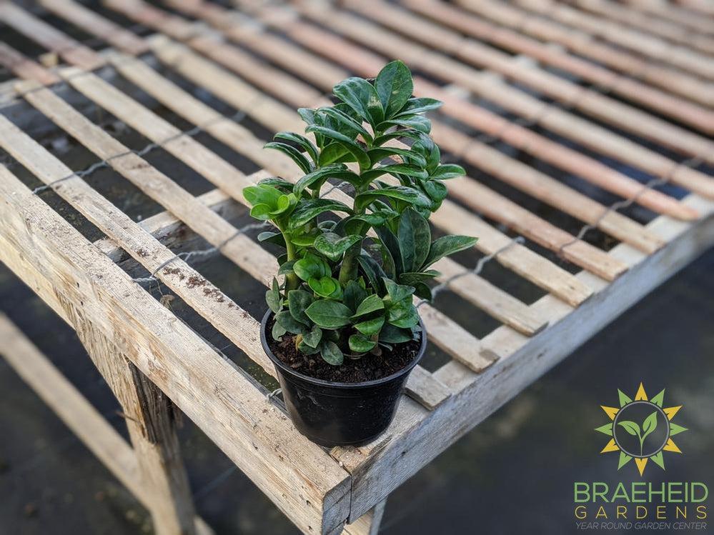 Zenzi ZZ Plant