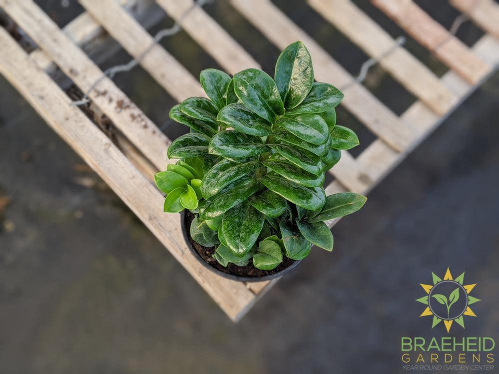 Zenzi ZZ Plant
