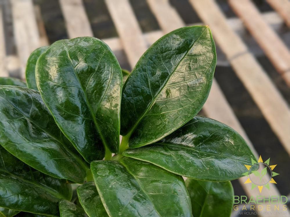 Zenzi ZZ Plant