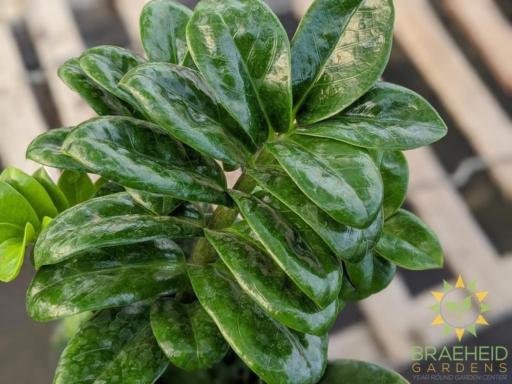Zenzi ZZ Plant