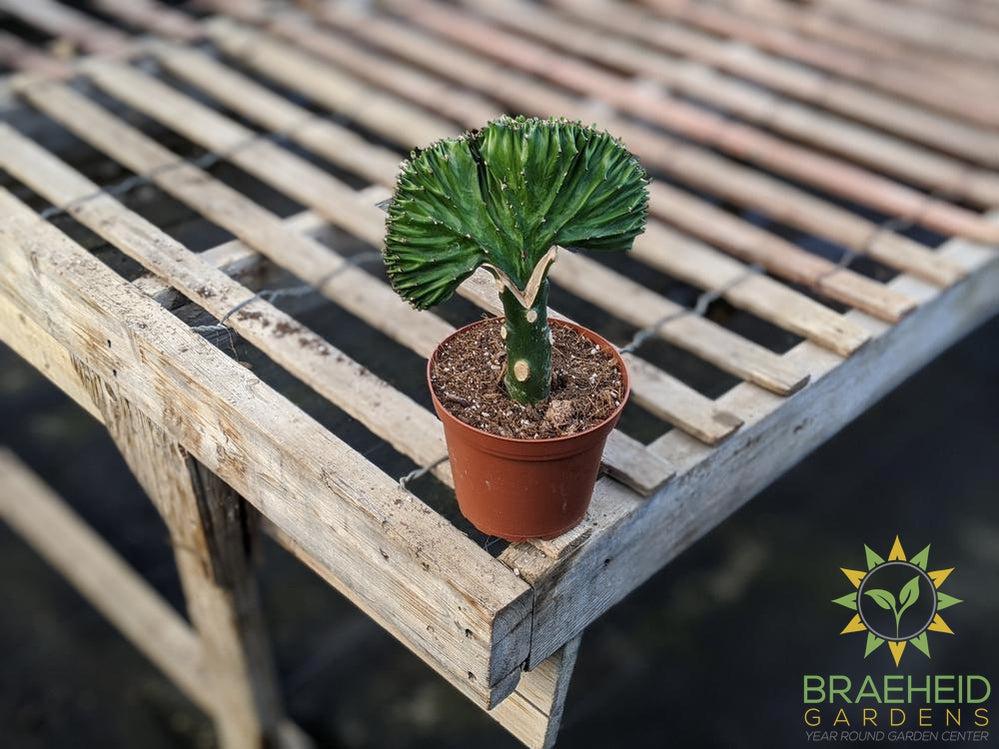 Grafted Euphorbia Lactea (Green top)