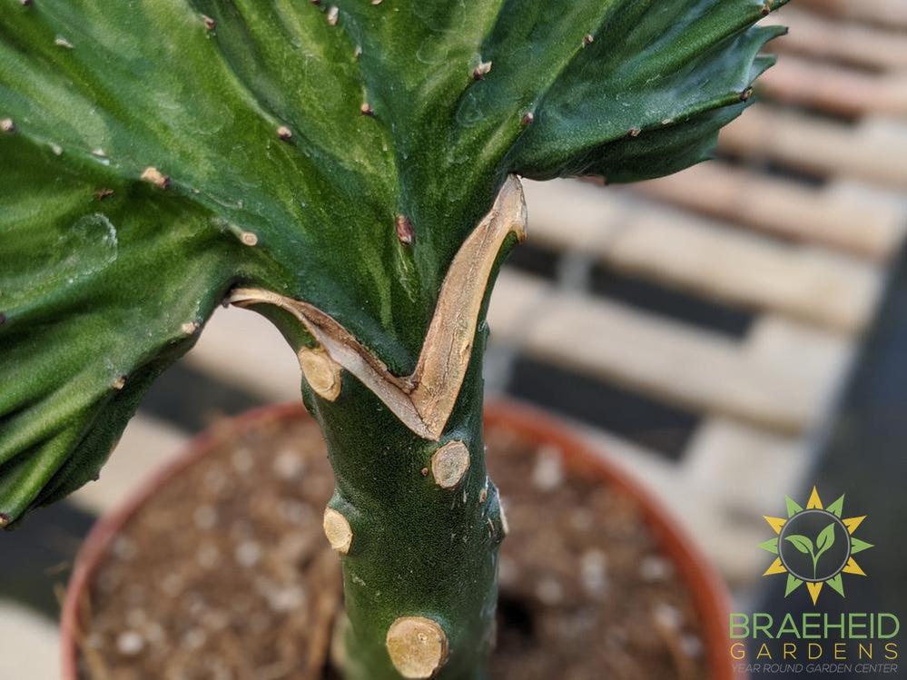 Grafted Euphorbia Lactea (Green top)