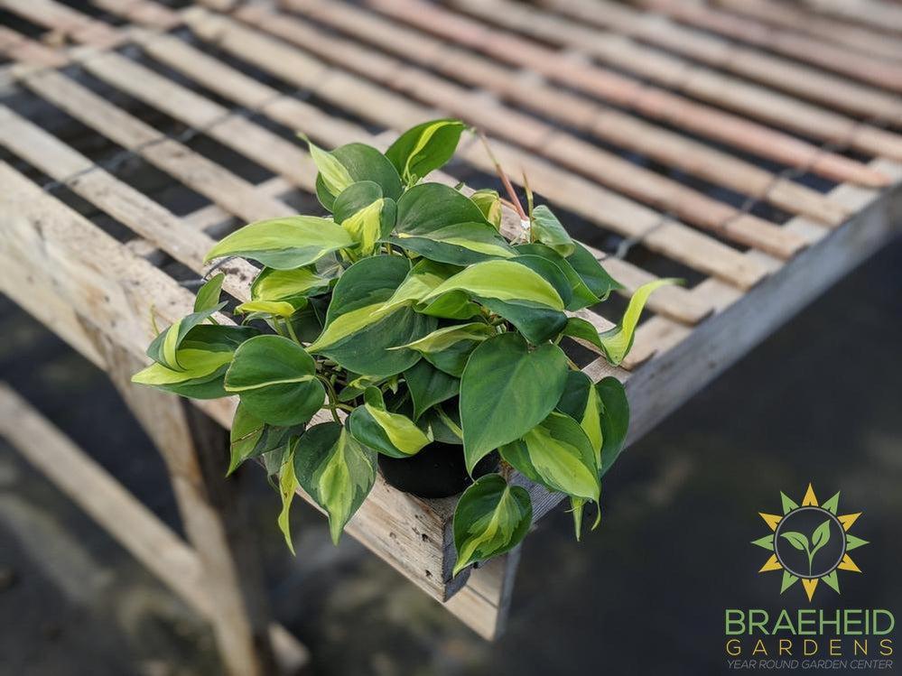 Order medium Brazil Philodendron Canada wide Shipping