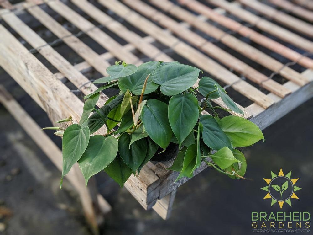 Heart Leaf Philodendron