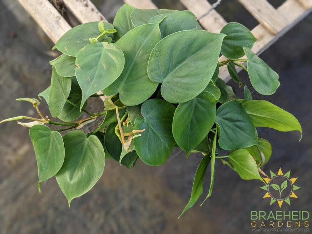 Heart Leaf Philodendron