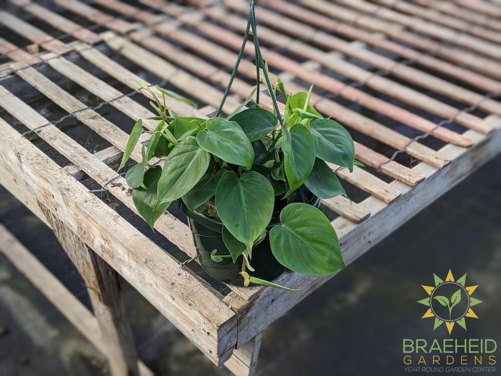 Heart Leaf Philodendron Hanging Basket