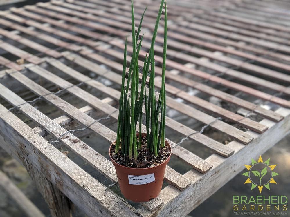 Sansevieria Bacularis