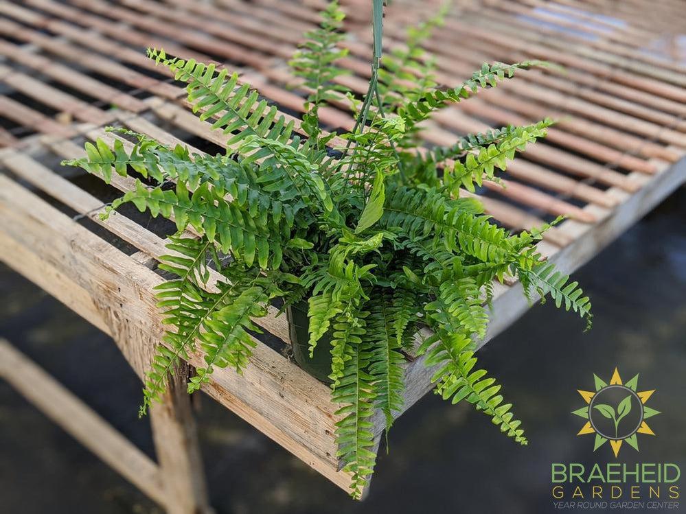 Boston Fern - Hanging Basket