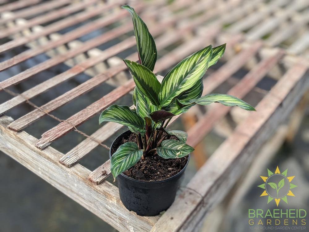 Order Calathea Beauty Star online in Canada