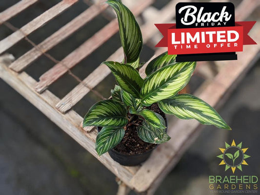 Shop for Calathea Beauty Star in Canada- Canada wide shipping