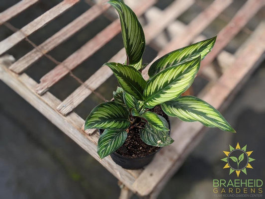 Shop for Calathea Beauty Star in Canada- Canada wide shipping