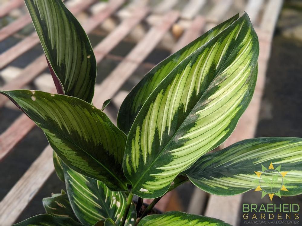 Calathea Beauty Star Foliage