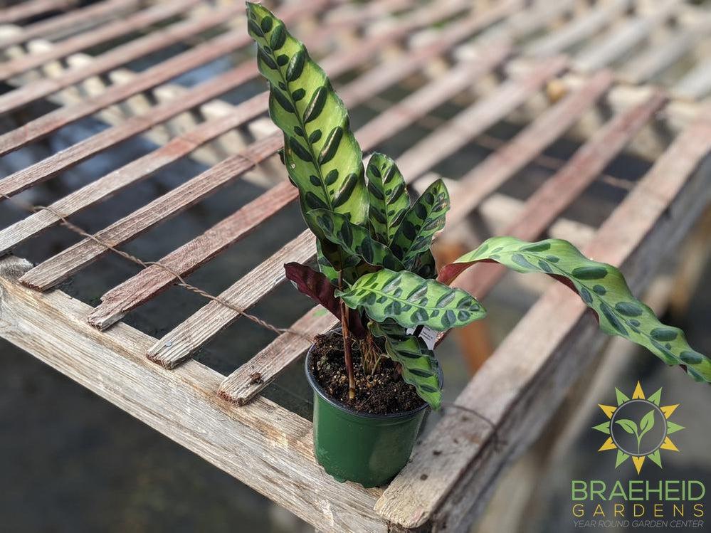 Calathea Rattlesnake (Calathea Lancifolia)
