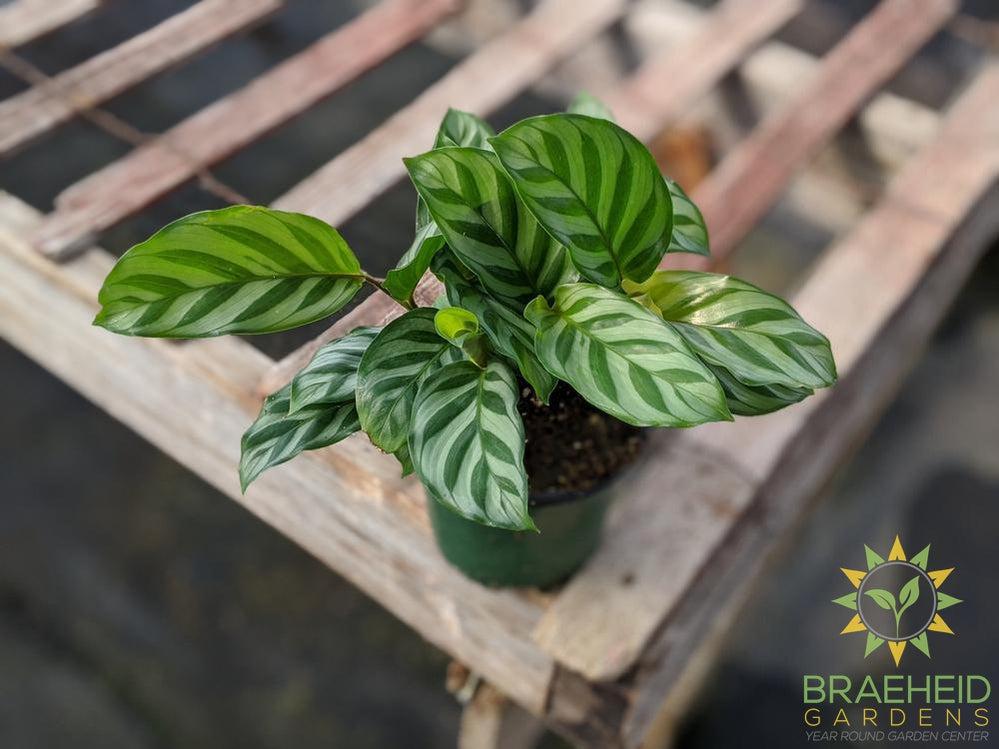 Calathea Freddie
