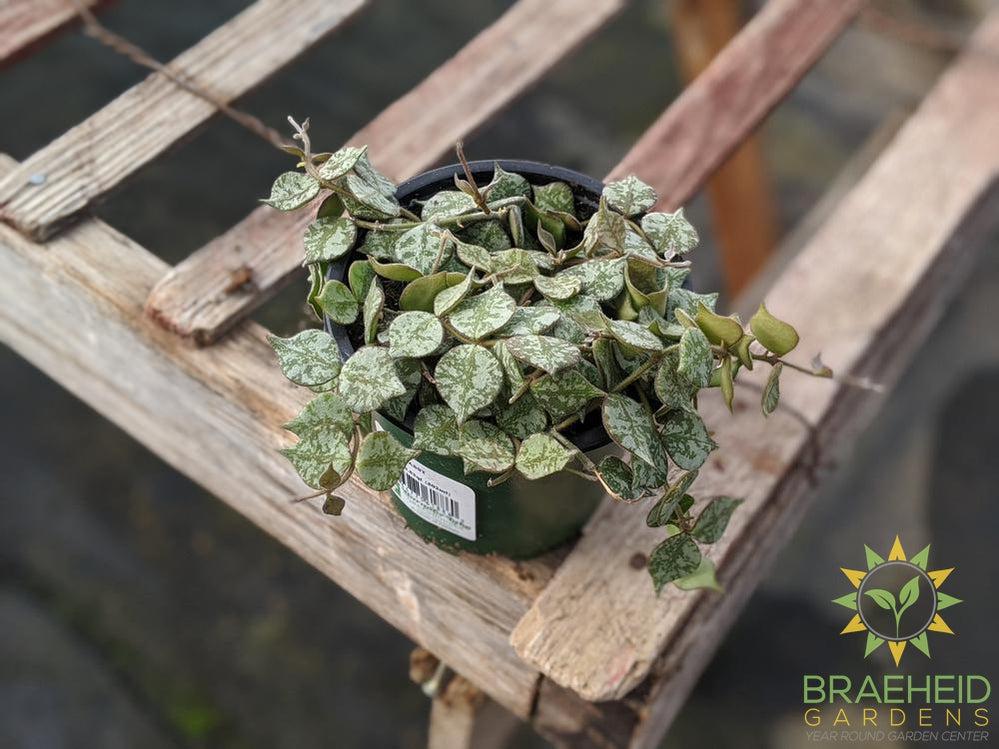 Order Hoya Curtisii Canada wide Shipping