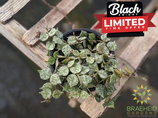 Buy Hoya Curtisii Canada