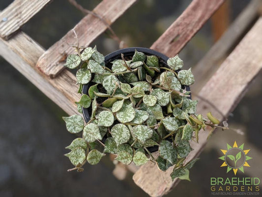 Buy Hoya Curtisii Canada