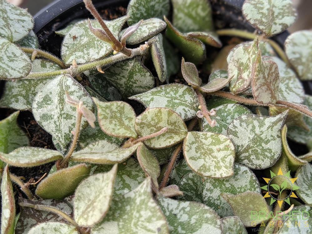 Hoya Curtisii Leaf Shape