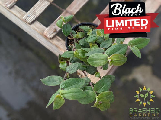 Tradescantia Baby Bunny Bellies