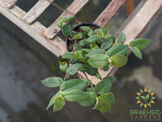 Tradescantia Baby Bunny Bellies