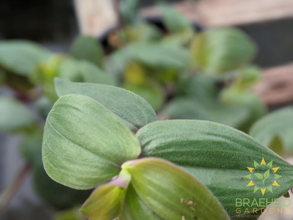 Tradescantia Baby Bunny Bellies