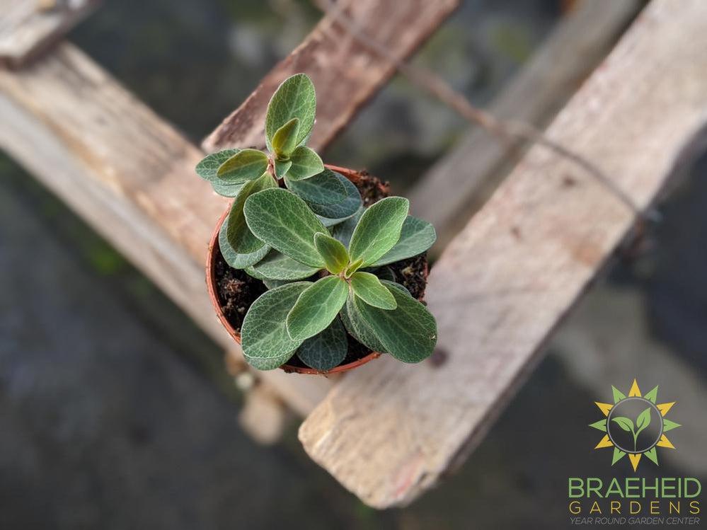Peperomia Rubella
