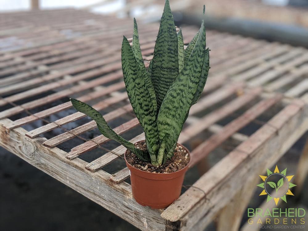 Order Sanseverieria Zeylanica online in Canada