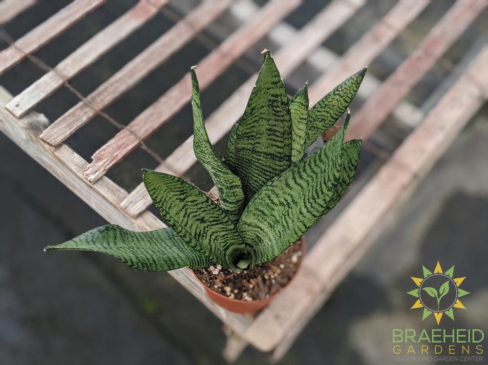 Buy Snake plant Sansevieria Zeylanica