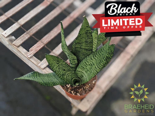 Buy Snake plant Sansevieria Zeylanica