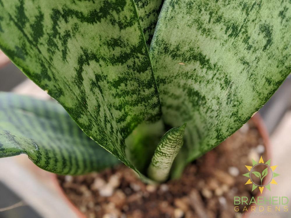 Order Snake Plant- Sansevieria Zeylanica