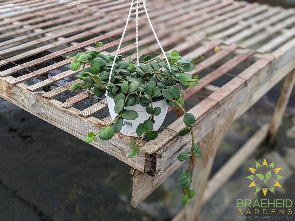 Large Peperomia Hope Hanging Basket - NO SHIP -