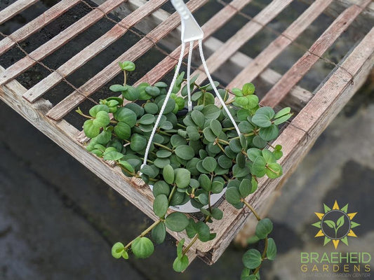Large Peperomia Hope Hanging Basket - NO SHIP -