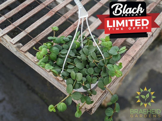 Large Peperomia Hope Hanging Basket - NO SHIP -