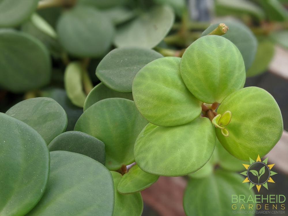 Large Peperomia Hope Hanging Basket - NO SHIP -