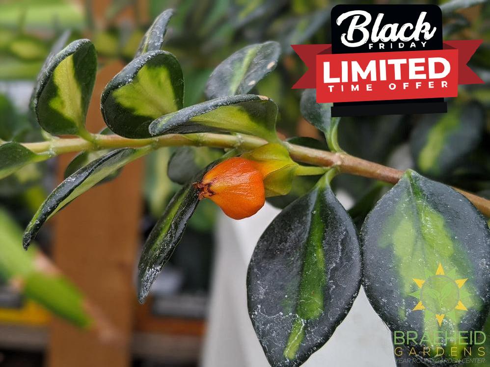 goldfish plant flower