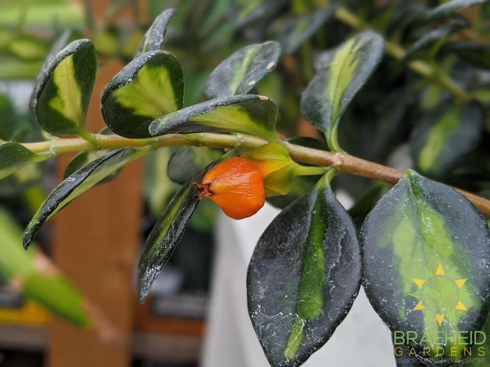 goldfish plant flower