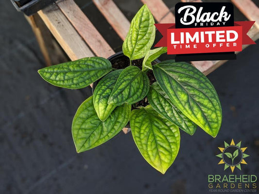 Monstera Karstenianum - Peru