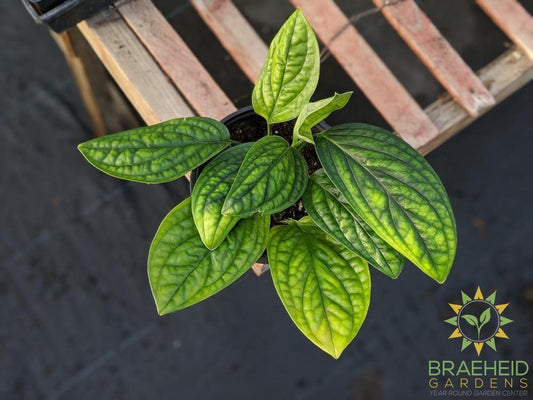 Monstera Karstenianum - Peru