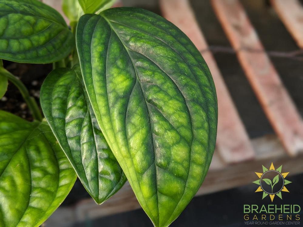 Monstera Karstenianum - Peru