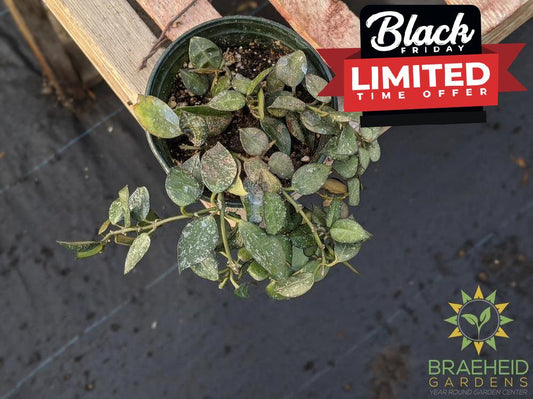 Buy Hoya Eskimo Canada