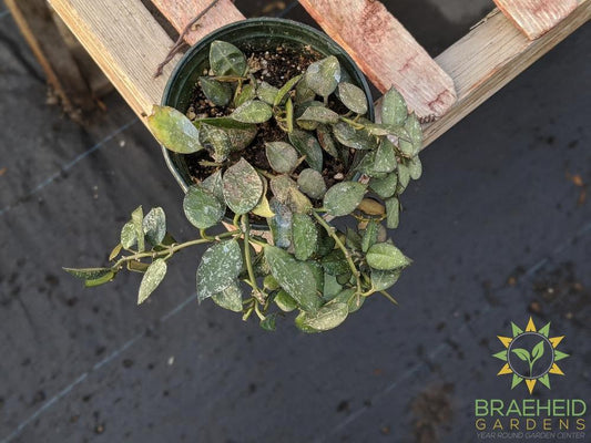 Buy Hoya Eskimo Canada